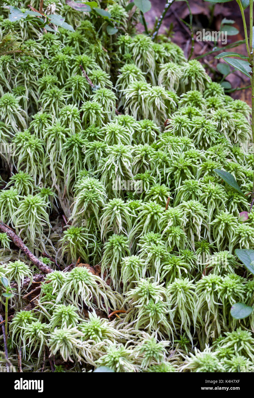 sphagnum moss, peat moss, bog moss, hummocks, mounds, swamp, bog, Ambersham  Common, Sussex, UK, January, wetland carr Stock Photo - Alamy
