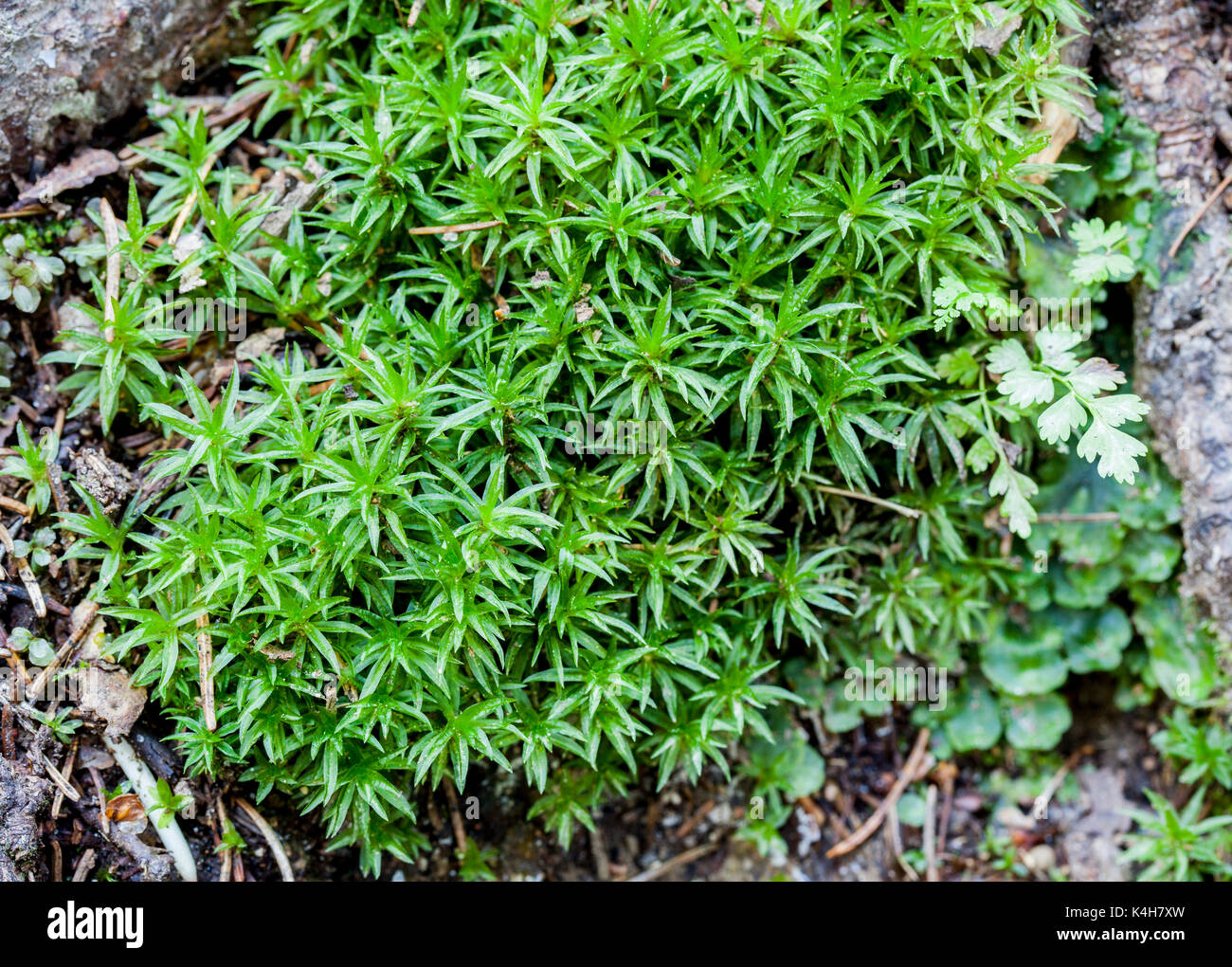 Common Smoothcap (Atrichum undulatum) Stock Photo