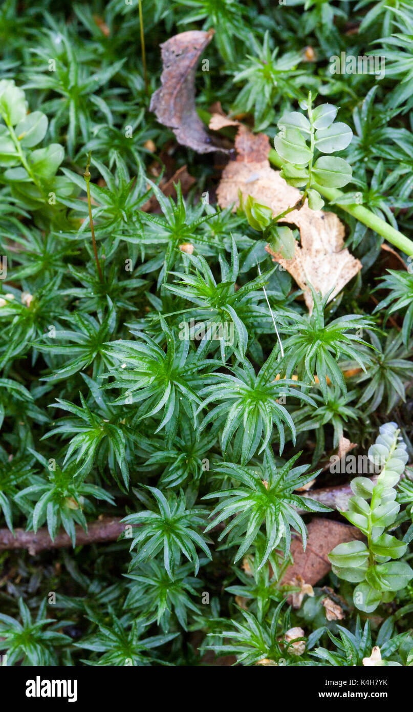 Common Smoothcap (Atrichum undulatum) Stock Photo