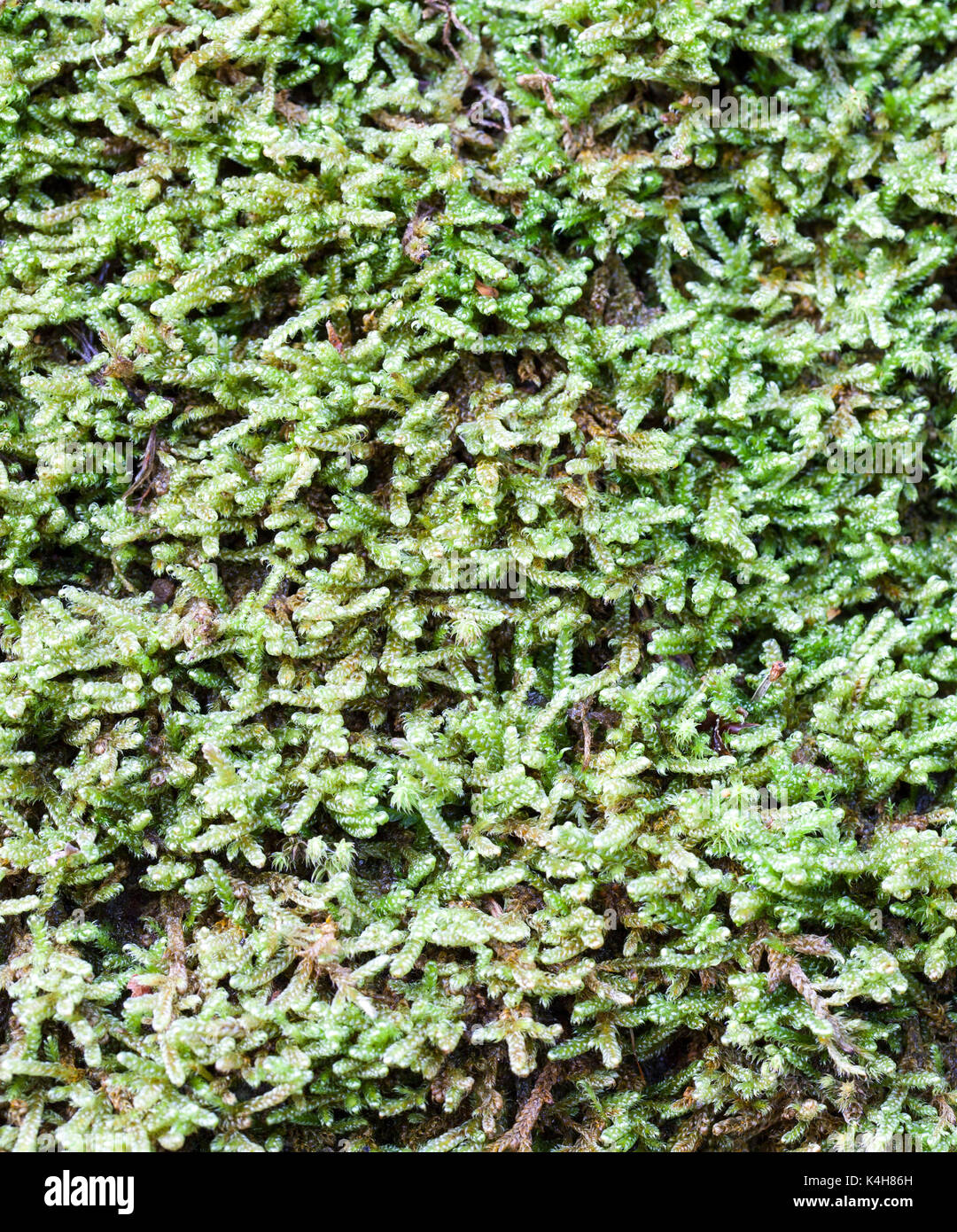 Cypress-leaved plaitmoss (Hypnum cupressiforme) growth Stock Photo