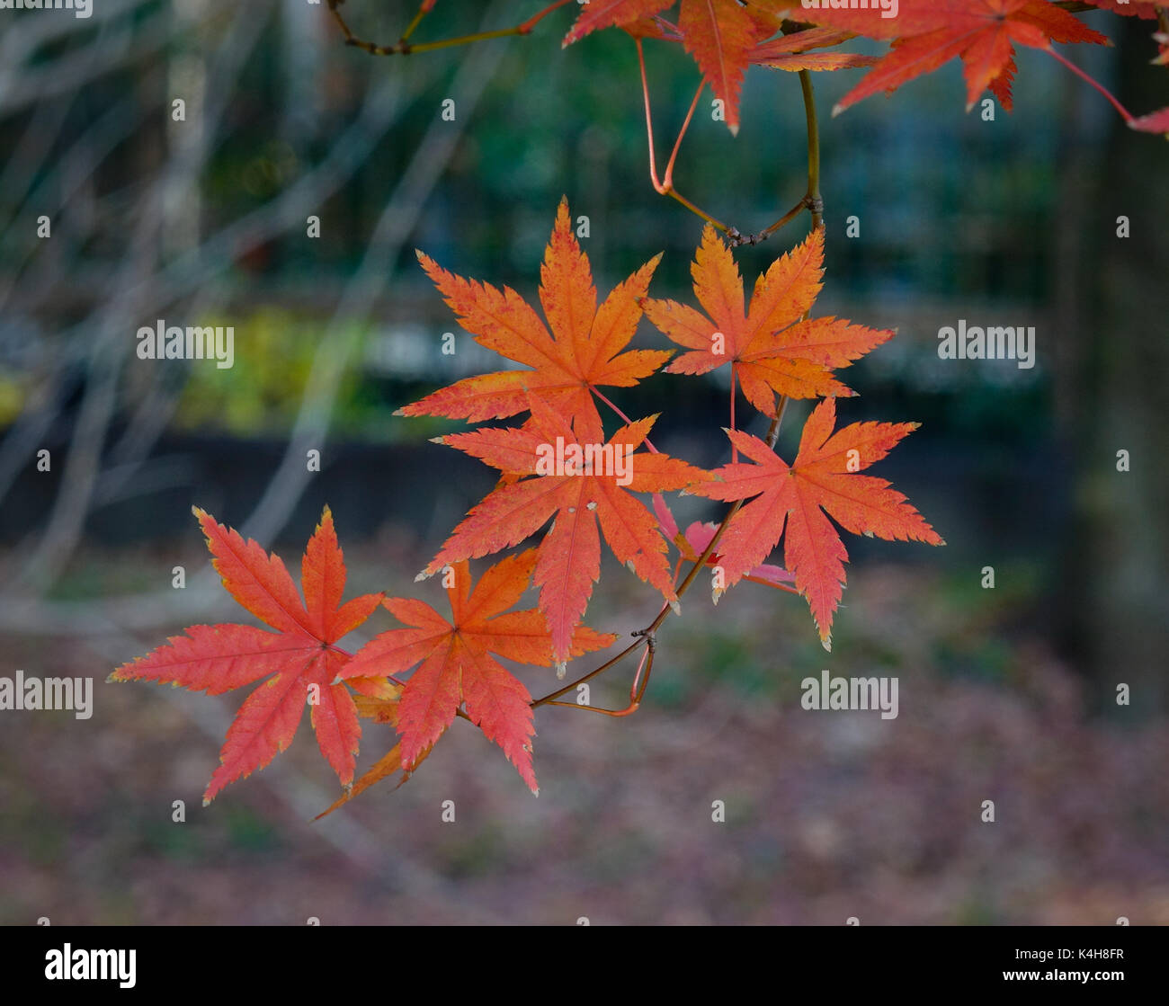 Colorful leaves on maple tree at city park in autumn season Stock Photo ...