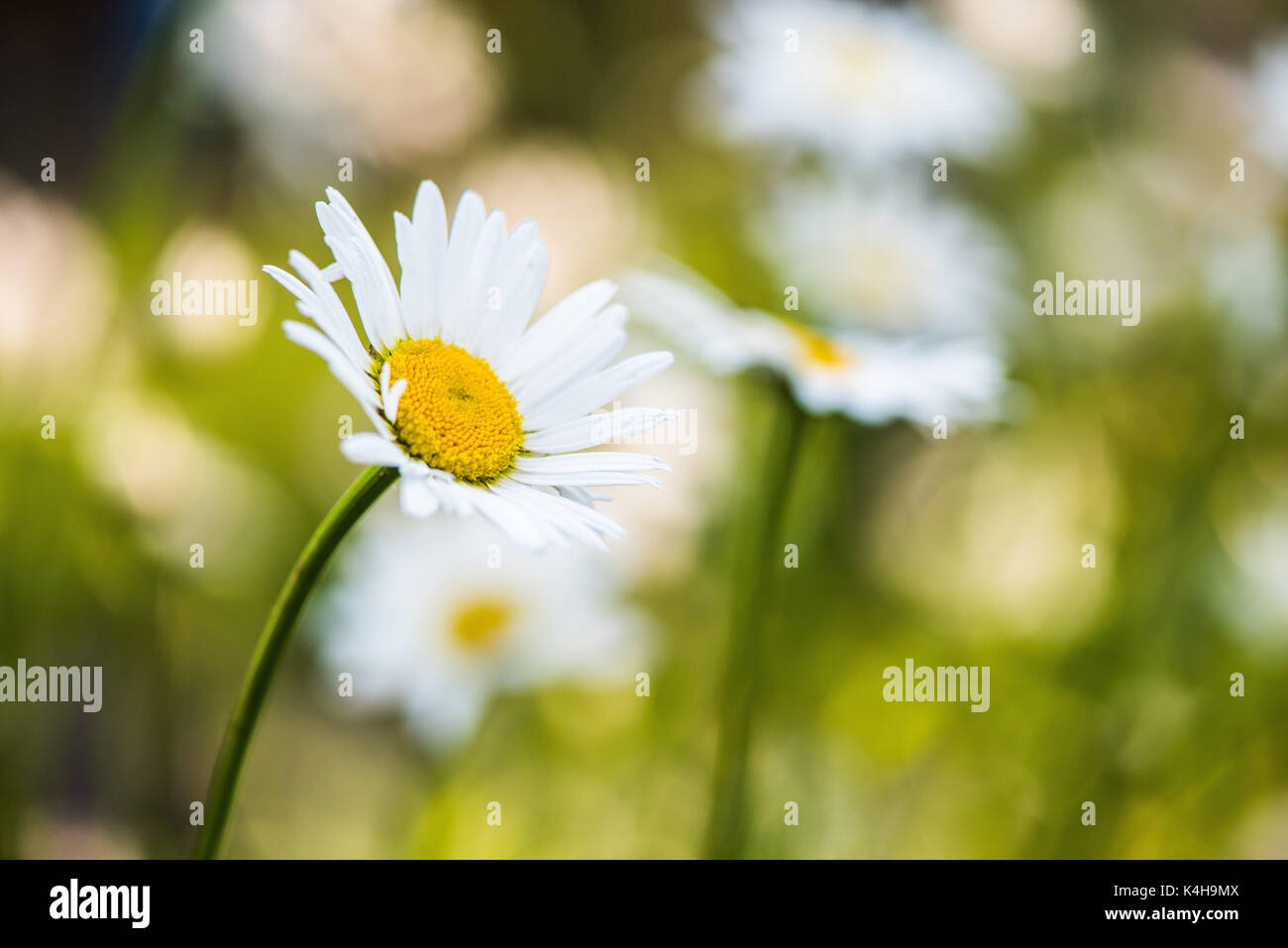 Daisy grass lawn green flower hi-res stock photography and images - Alamy