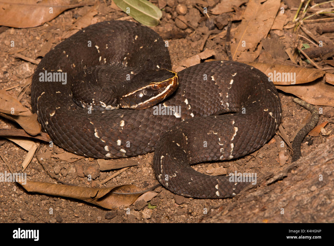 New World Viper High Resolution Stock Photography And Images Alamy