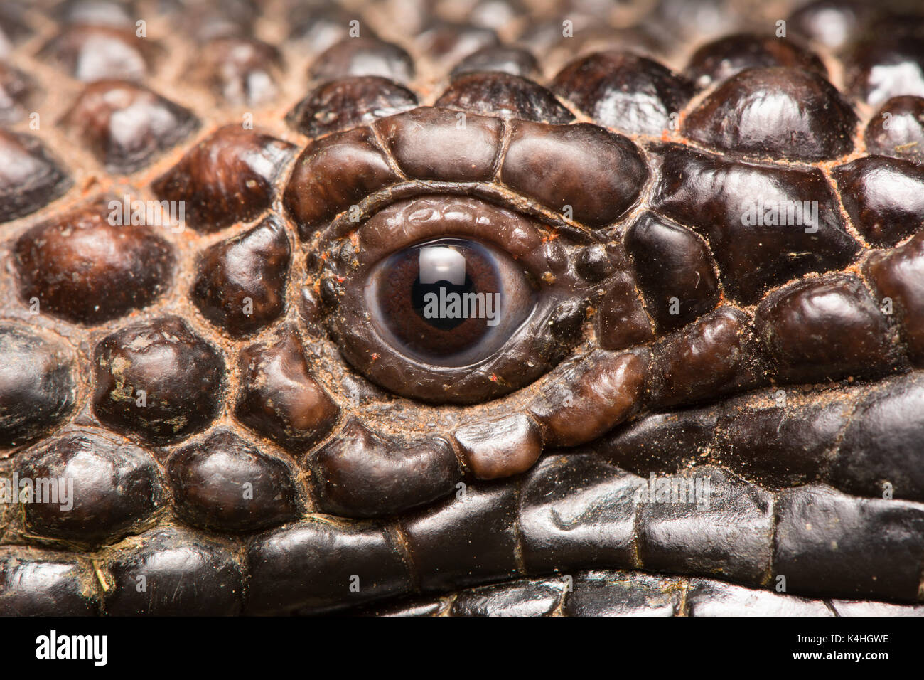 The eye of the Rio Fuerte Beaded Lizard (Heloderma exasperatum) from Sonora, México. Stock Photo