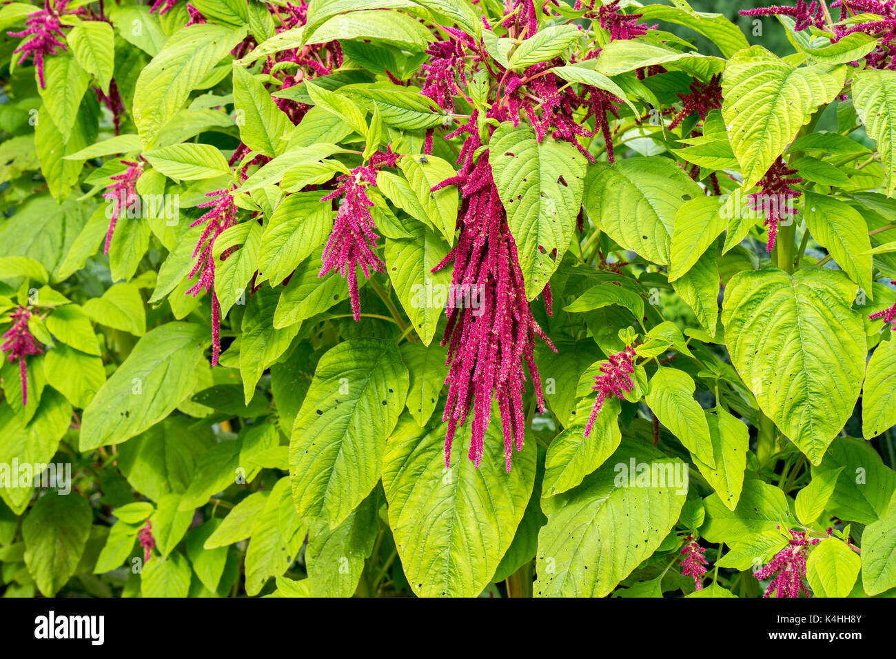 Red Amaranth in full bloom growing in the garden. The plant is used both as ornamental plant and is edible. Rispen-Fuschsschwanz Stock Photo