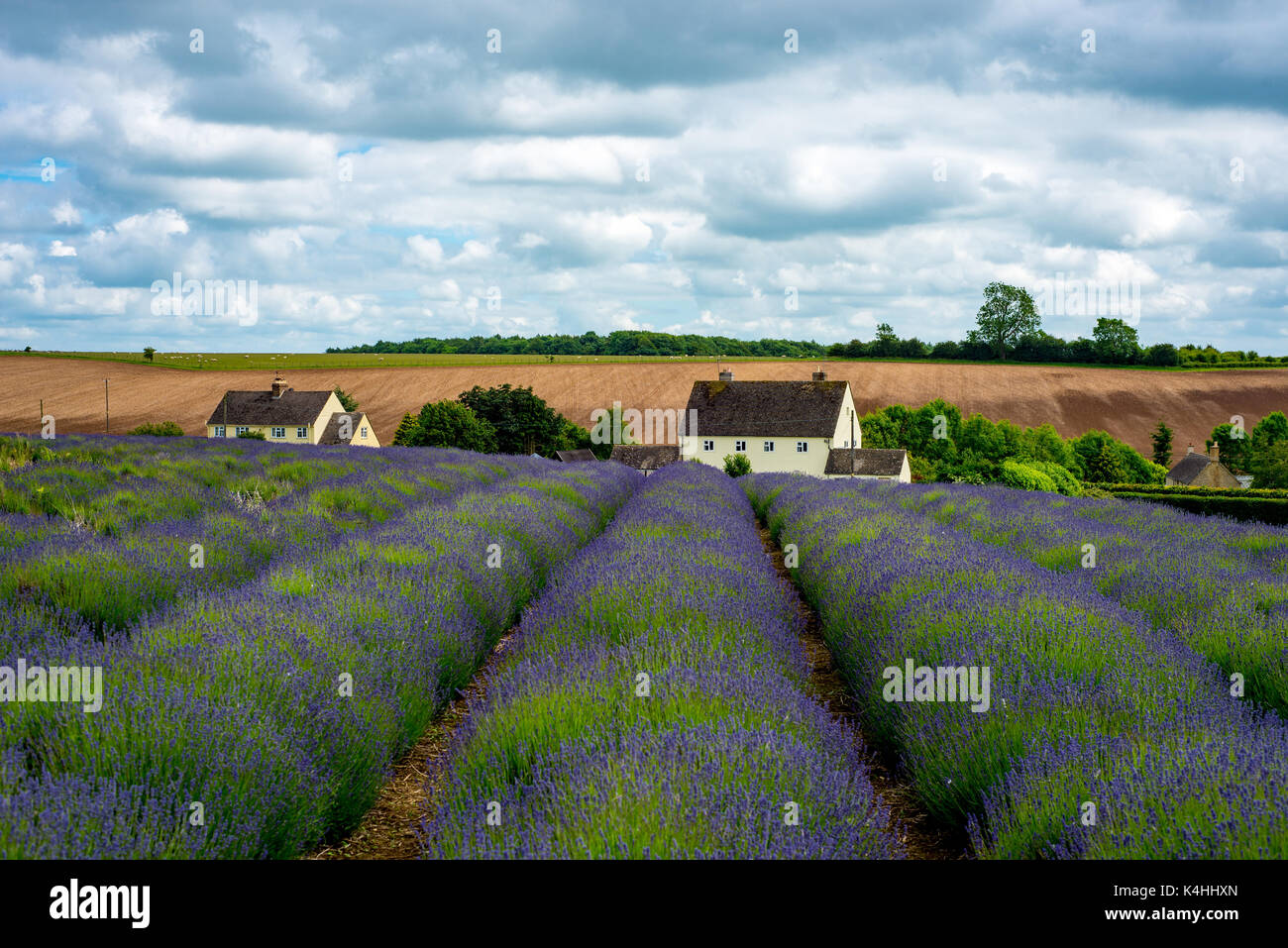 Cotswold Lavender Stock Photo