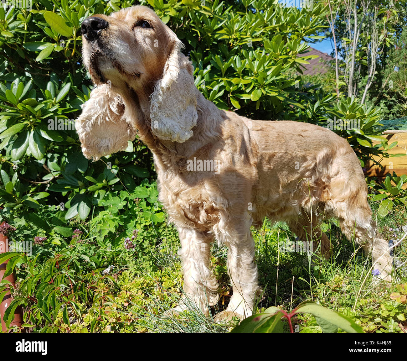 Haushund High Resolution Stock Photography and Images - Alamy