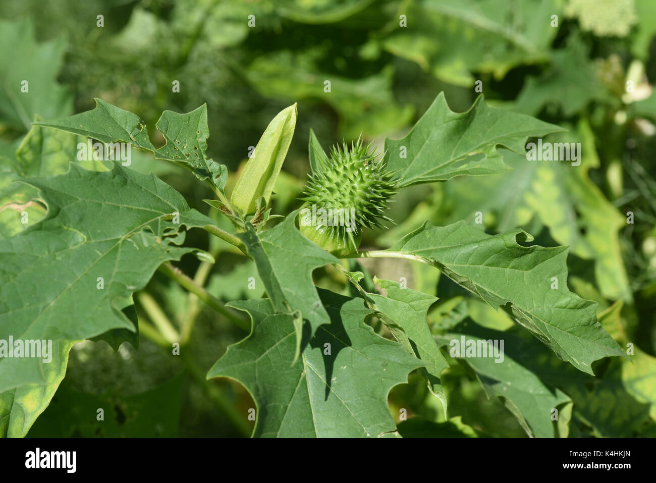 Stechapfel; Datura; Stramonium, Heilpflanzen Stock Photo