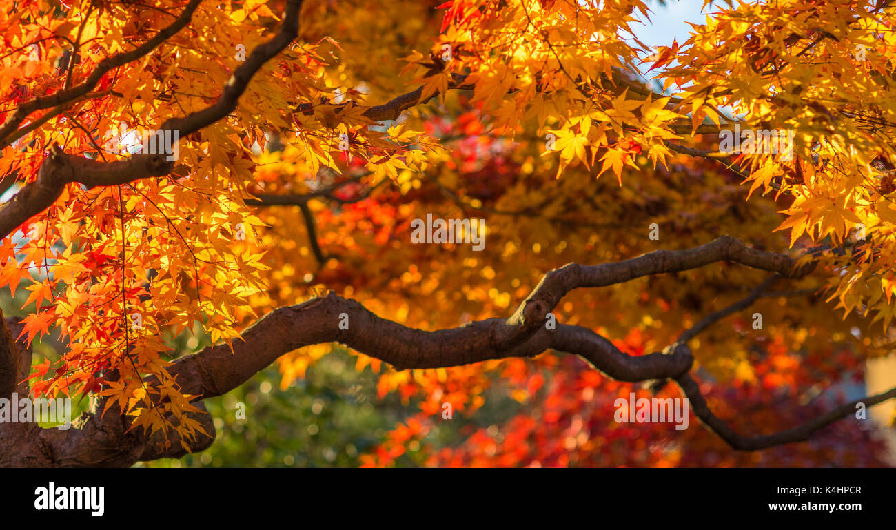 multi color trees in the autunm forest Stock Photo