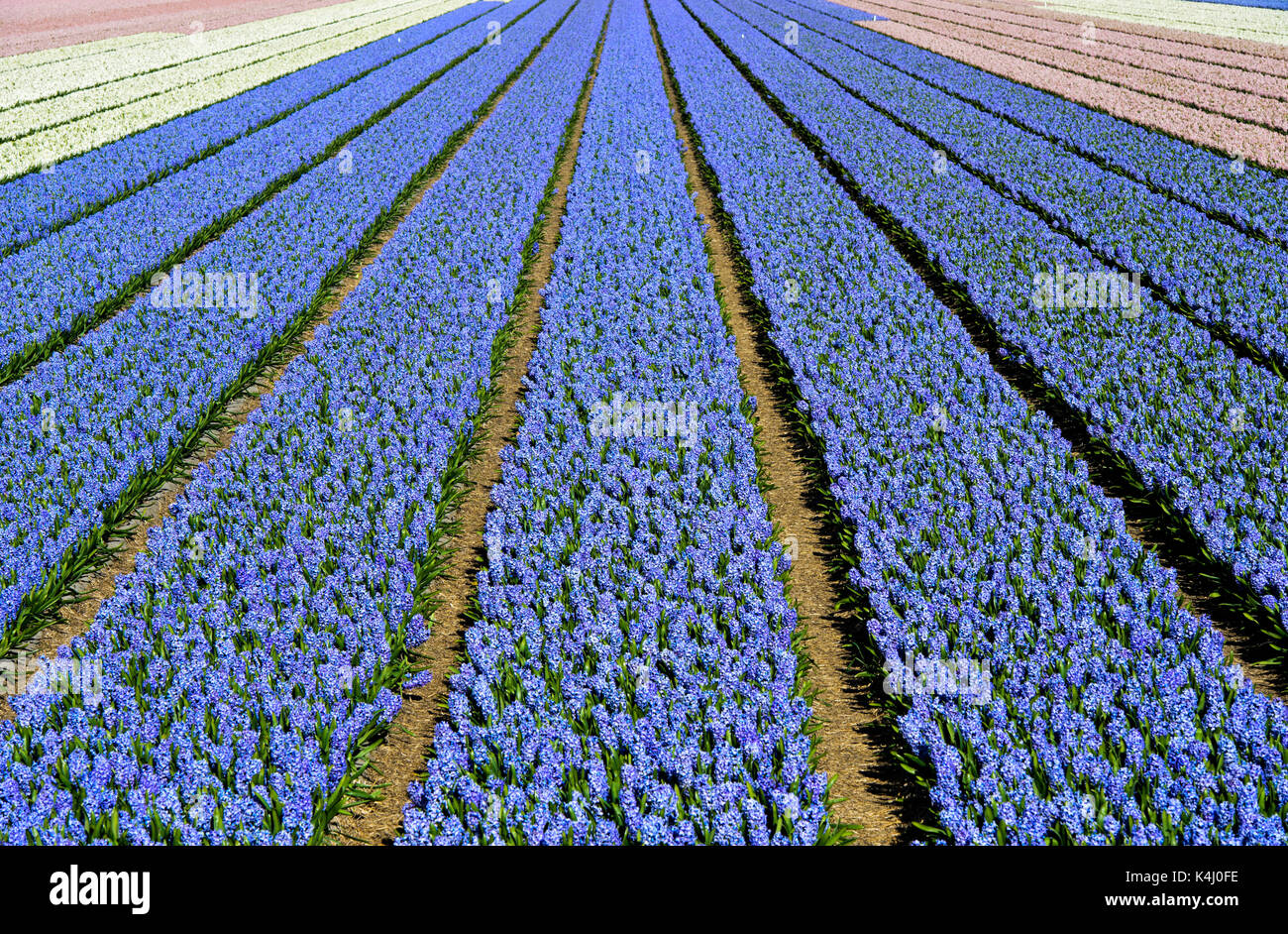 Cultivation of blue Grape hyacinth (Muscari), Production of flower bulbs, flower bulb region Bollenstreek, Noordwijkerhout Stock Photo