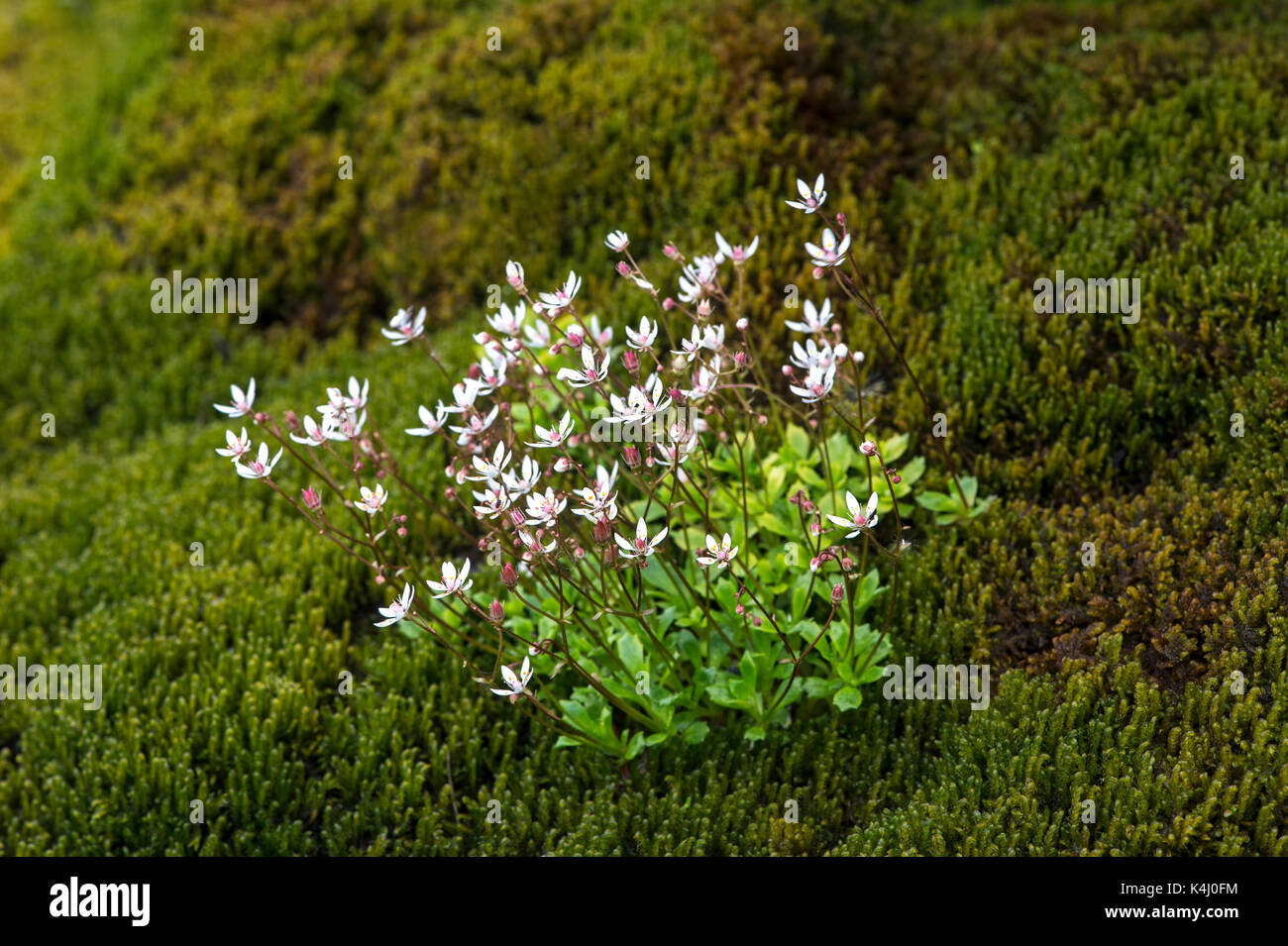 Star-stonebreak (Saxifraga stellaris), Val de Bagnes, Valais, Switzerland Stock Photo