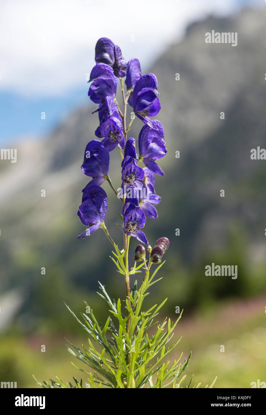 Flowering Monkshood (Aconitum napellus), Gasterntal, Valais, Switzerland Stock Photo
