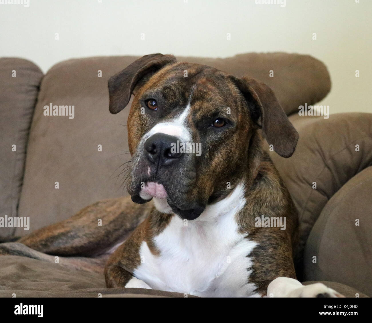 Adorable mix of a Black Mouth Cur and an American Bull dog Stock Photo