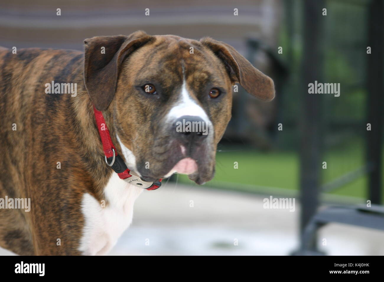 Brindle Bulldog High Resolution Stock Photography and Images - Alamy