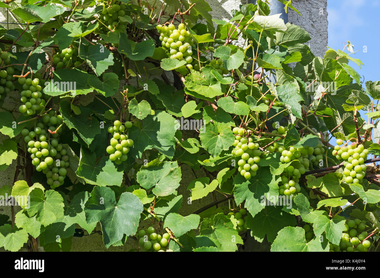 Grape vines (Vitis vinifera) with grapes as espalier on a house wall, Bavaria, Germany Stock Photo