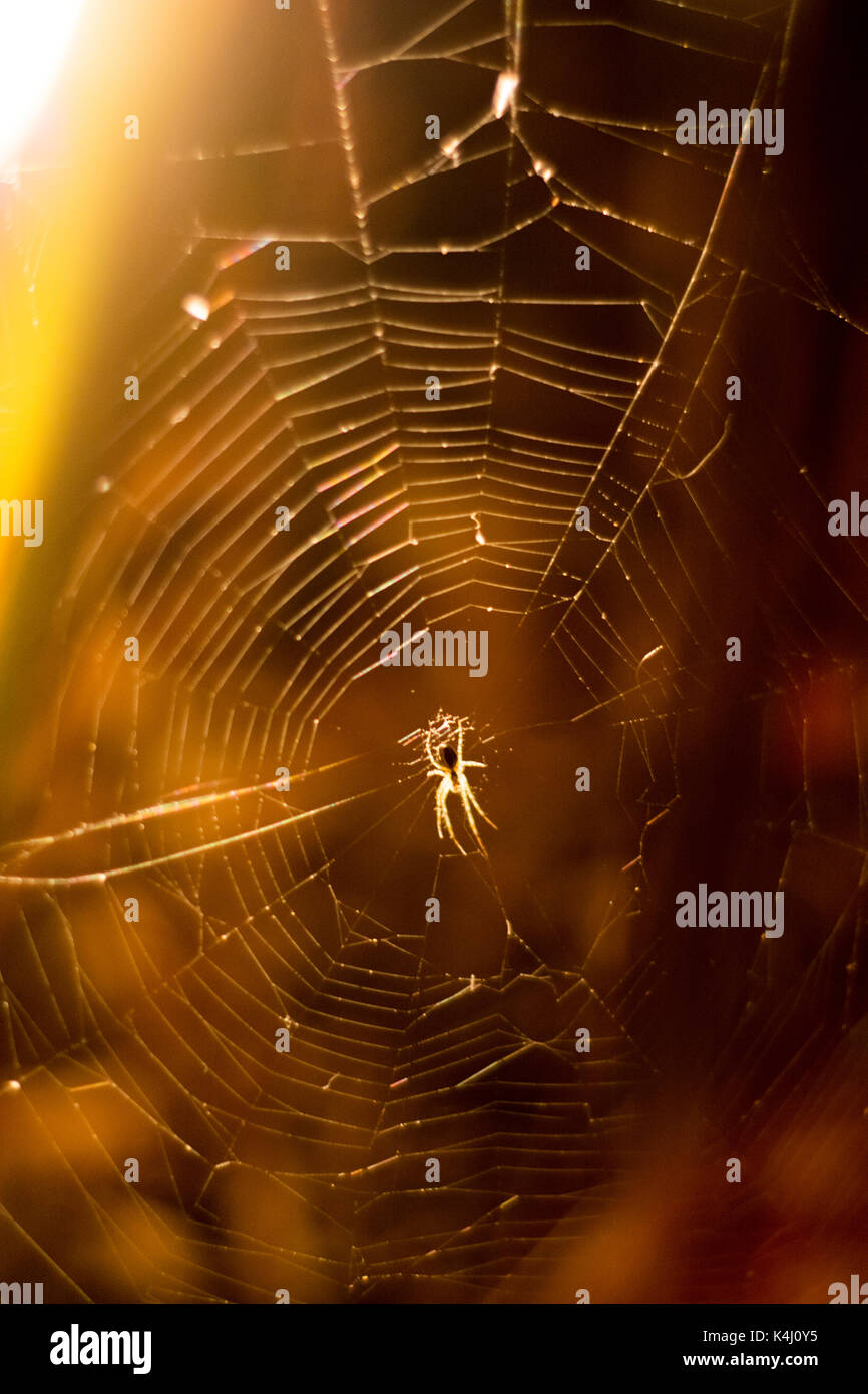 Spider in a spider web at night Stock Photo