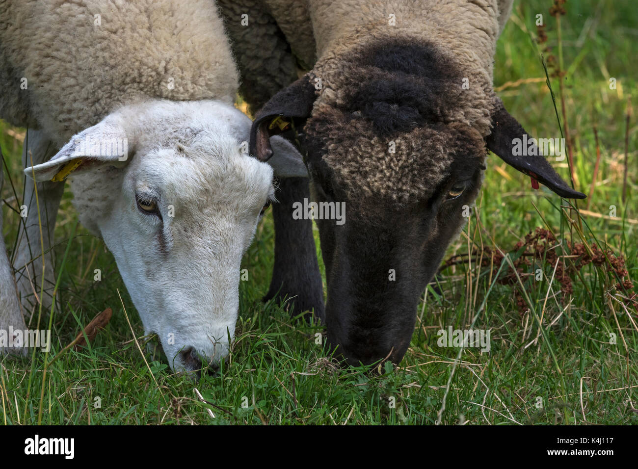 Texel sheep and black-headed sheep grazing, Mecklenburg-Western Pomerania, Germany Stock Photo