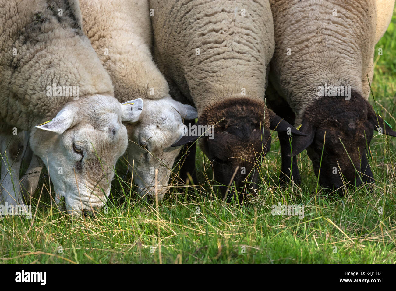 Texel sheep and black-headed sheep grazing, Mecklenburg-Western Pomerania, Germany Stock Photo
