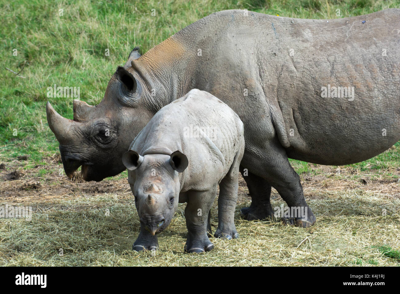 Baby rhino with mother grazing outside Stock Photo