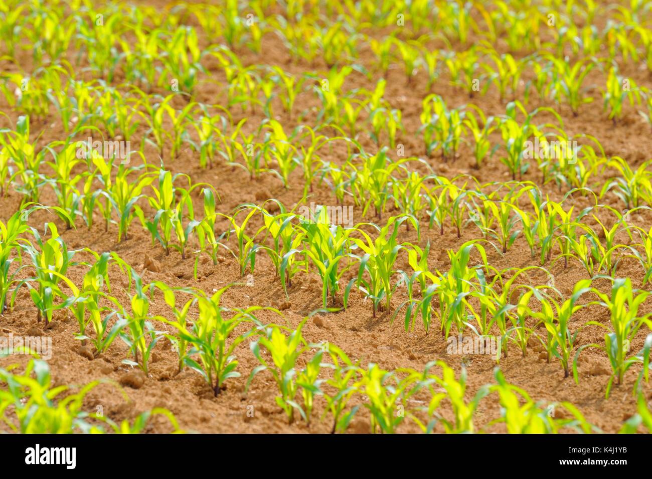 Small Corn plants (Zea mays) in rows on field, Baden-Württemberg, Germany Stock Photo