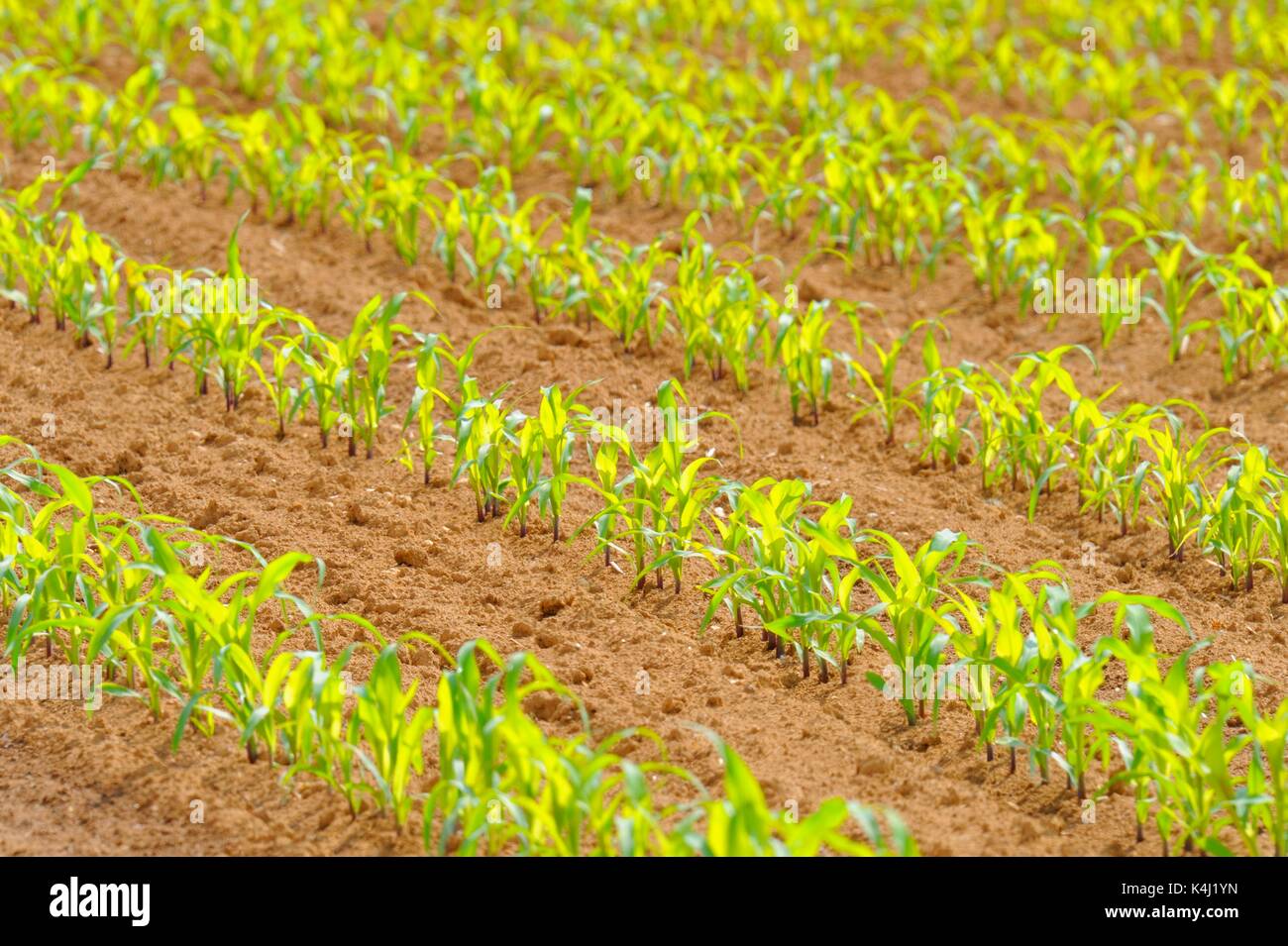 Small Corn plants (Zea mays) in rows on field, Baden-Württemberg, Germany Stock Photo