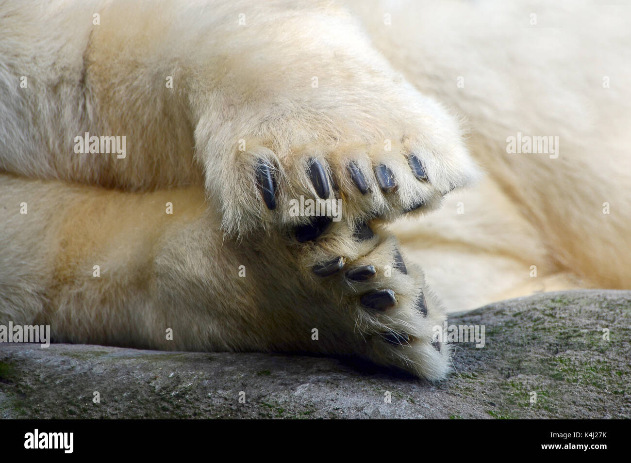 Polar bear (Ursus maritimus), paws with claws, close-up, captive Stock Photo