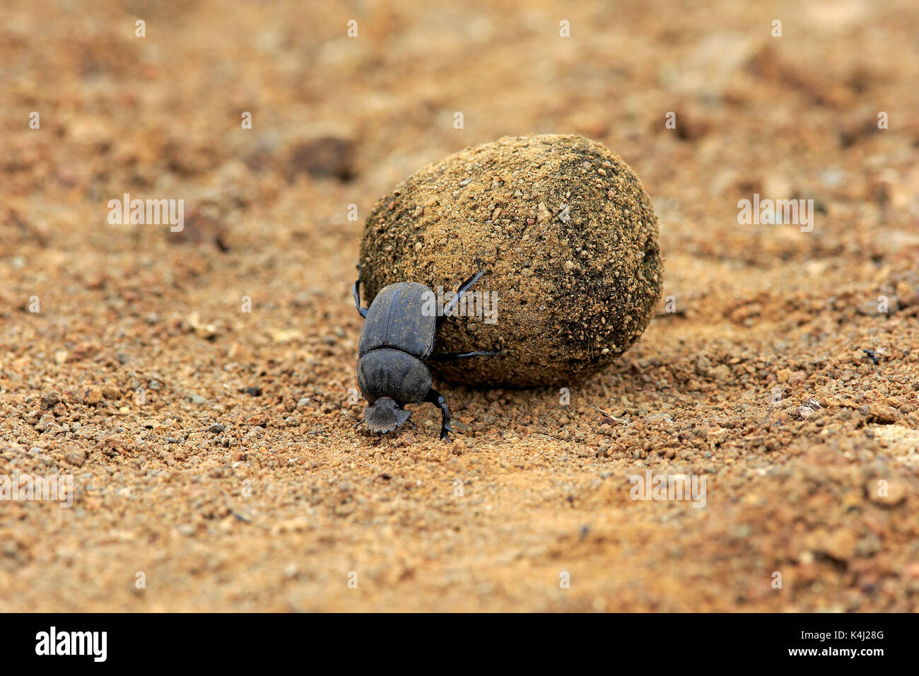 Dung beetle (Scarabaeus sacer), adult, rolling dung ball, elephant dung for egg deposition, Saint Lucia Estuary Stock Photo