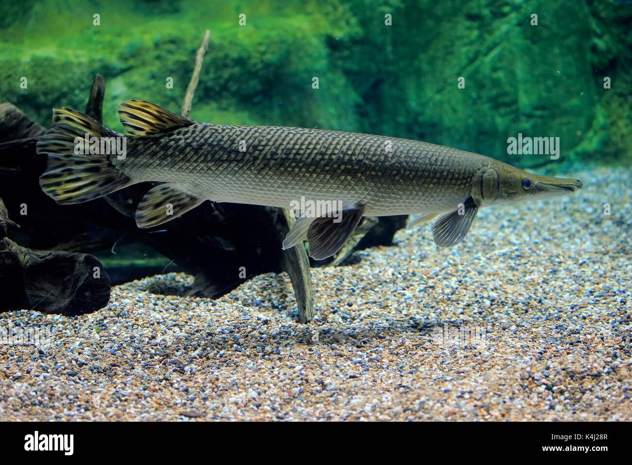Alligator gar (Atractosteus spatula), adult, swimming, captive, Occurrence North America Stock Photo