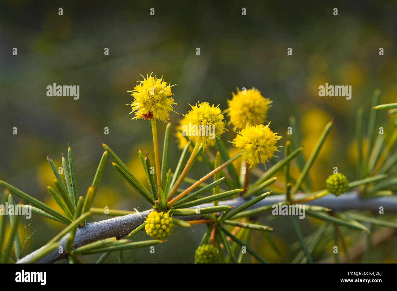 Acacia tetragonophylla, commonly called Dead Finish or Needle Wattle. Stock Photo