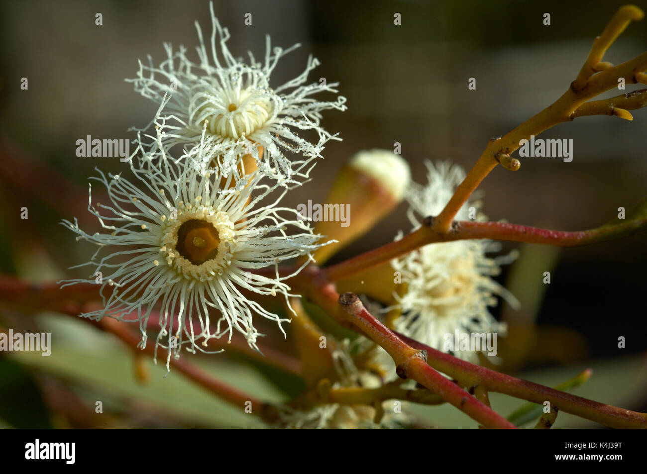 Dew covered flower of small Mallee tree, Australia. Stock Photo
