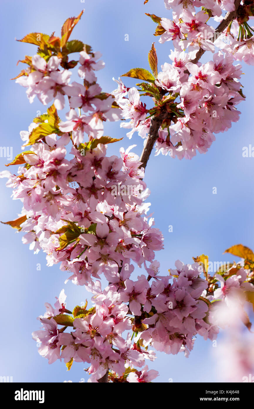 One blooming branch of sakura at blurred sky background Stock Photo