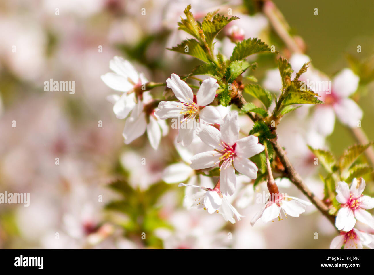 One blooming branch of sakura at blurred green and pink background Stock Photo