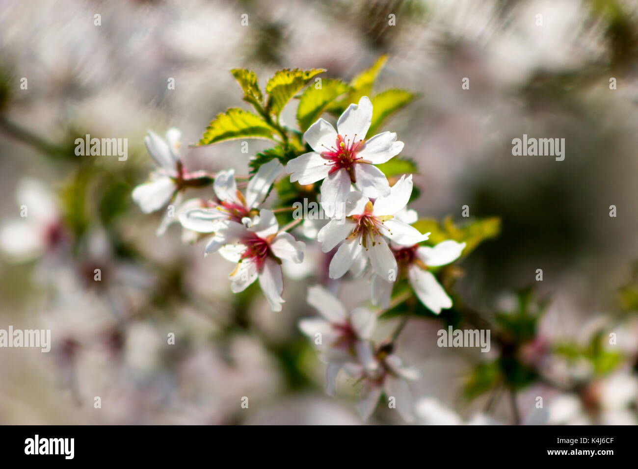 One blooming branch of sakura at blurred green and white background Stock Photo