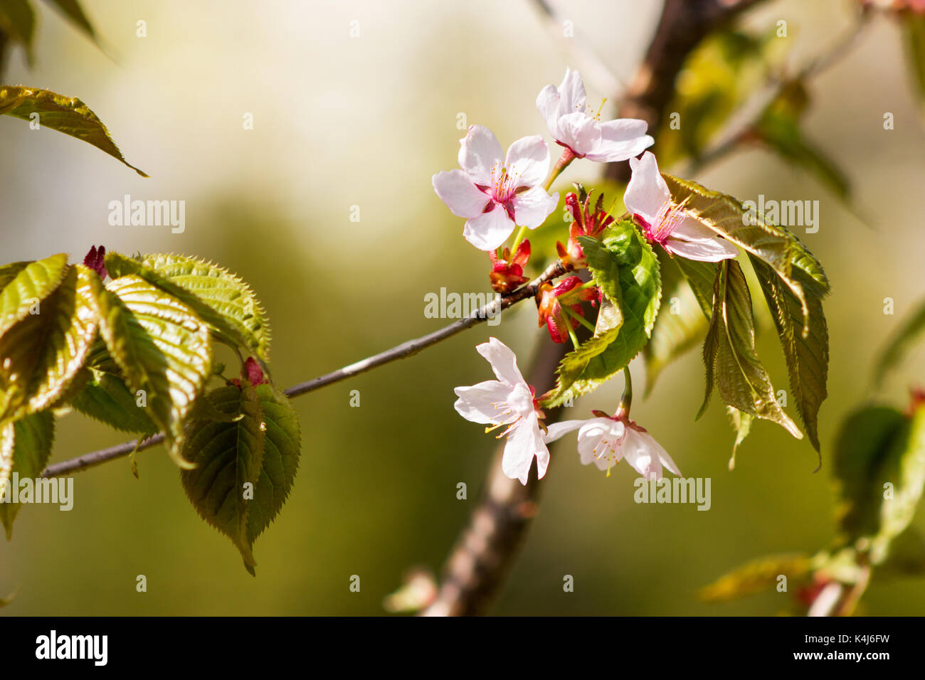 One blooming branch of sakura at blurred green background in rim lighthing Stock Photo