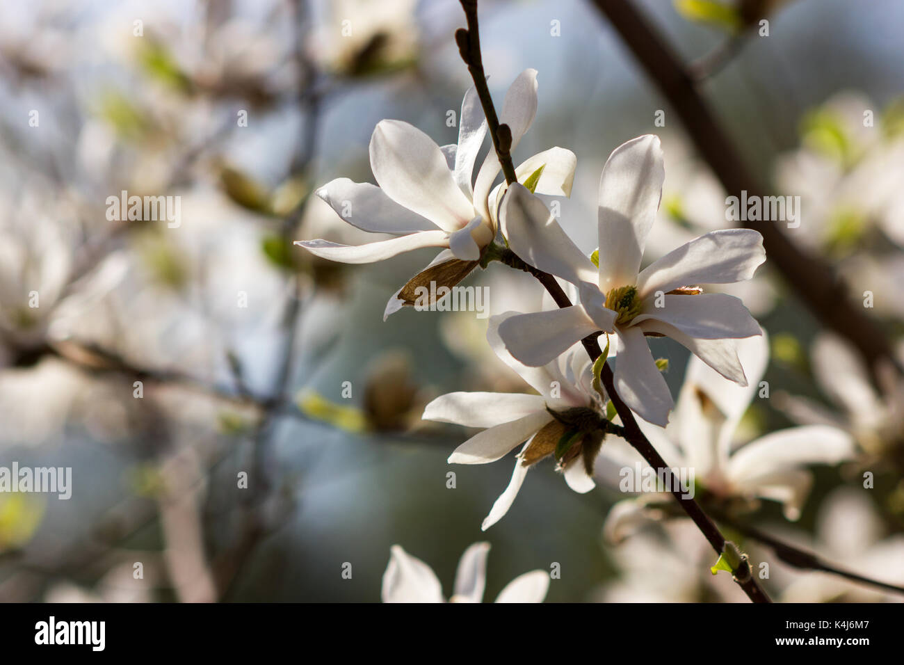 White flowers of magnolia kobus at blurred sky background Stock Photo ...
