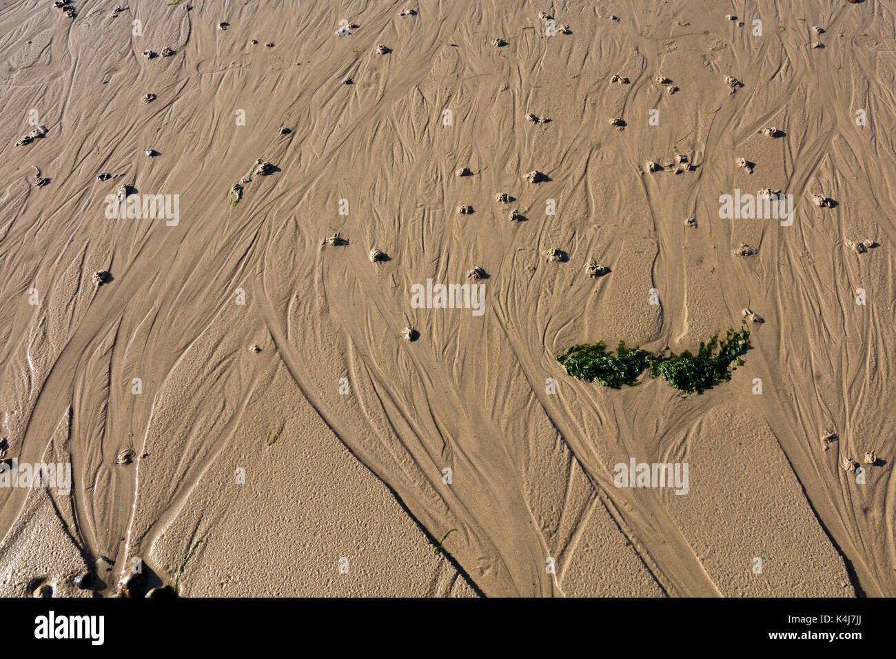 Patterns made in the mud and sand on a retreating tide look like feathers or plants, worm casts show the low evening light, Hampton, Kent Stock Photo