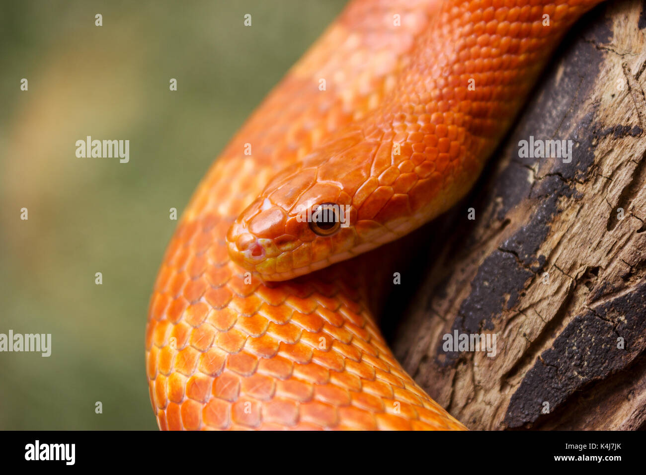 Hypo Bloodred Corn Snake