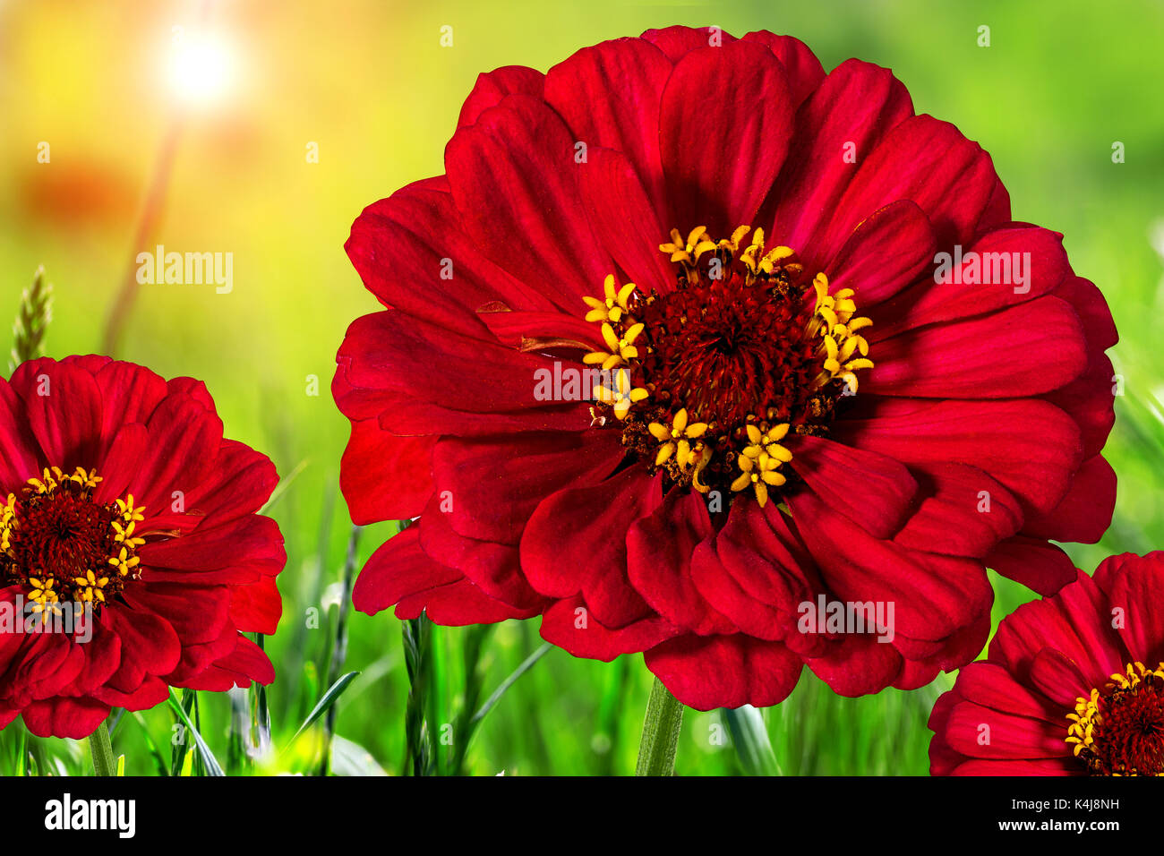 Beautiful colorful flowers in the field,natural green background Stock Photo