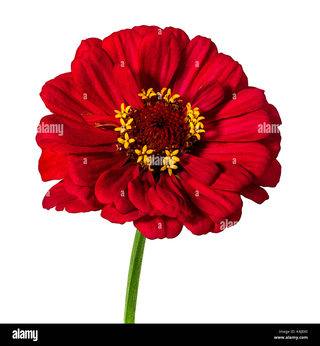 dahlia isolated on white background Stock Photo - Alamy