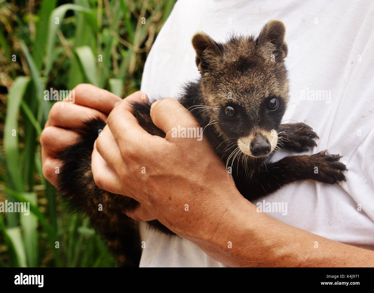 Wild civet hi-res stock photography and images - Alamy