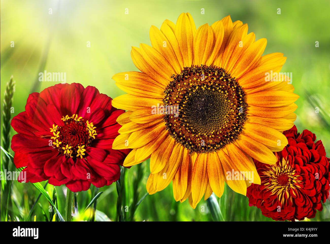 Beautiful colorful flowers in the field,natural green background Stock Photo