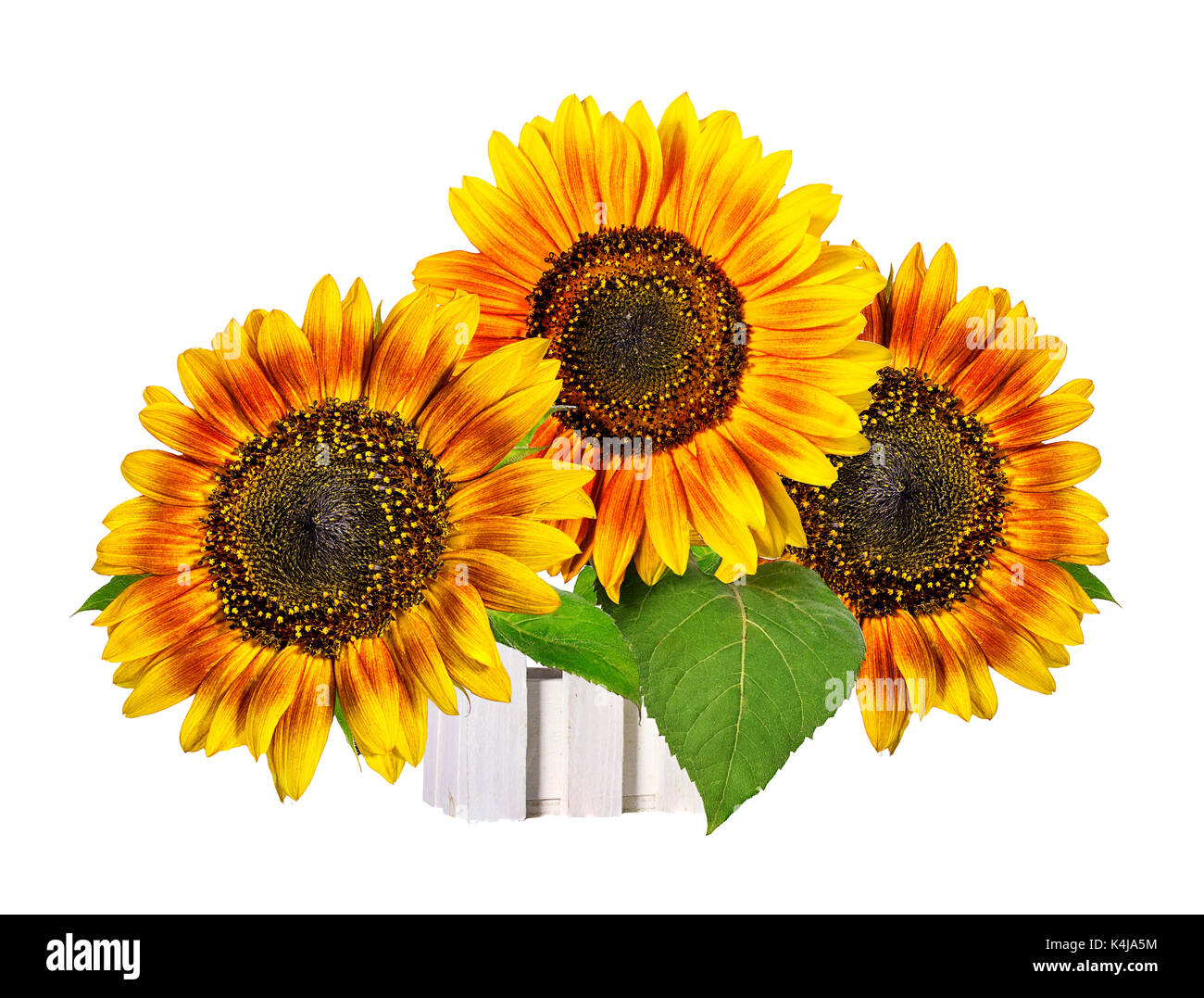 Sunflower isolated on white background Stock Photo - Alamy