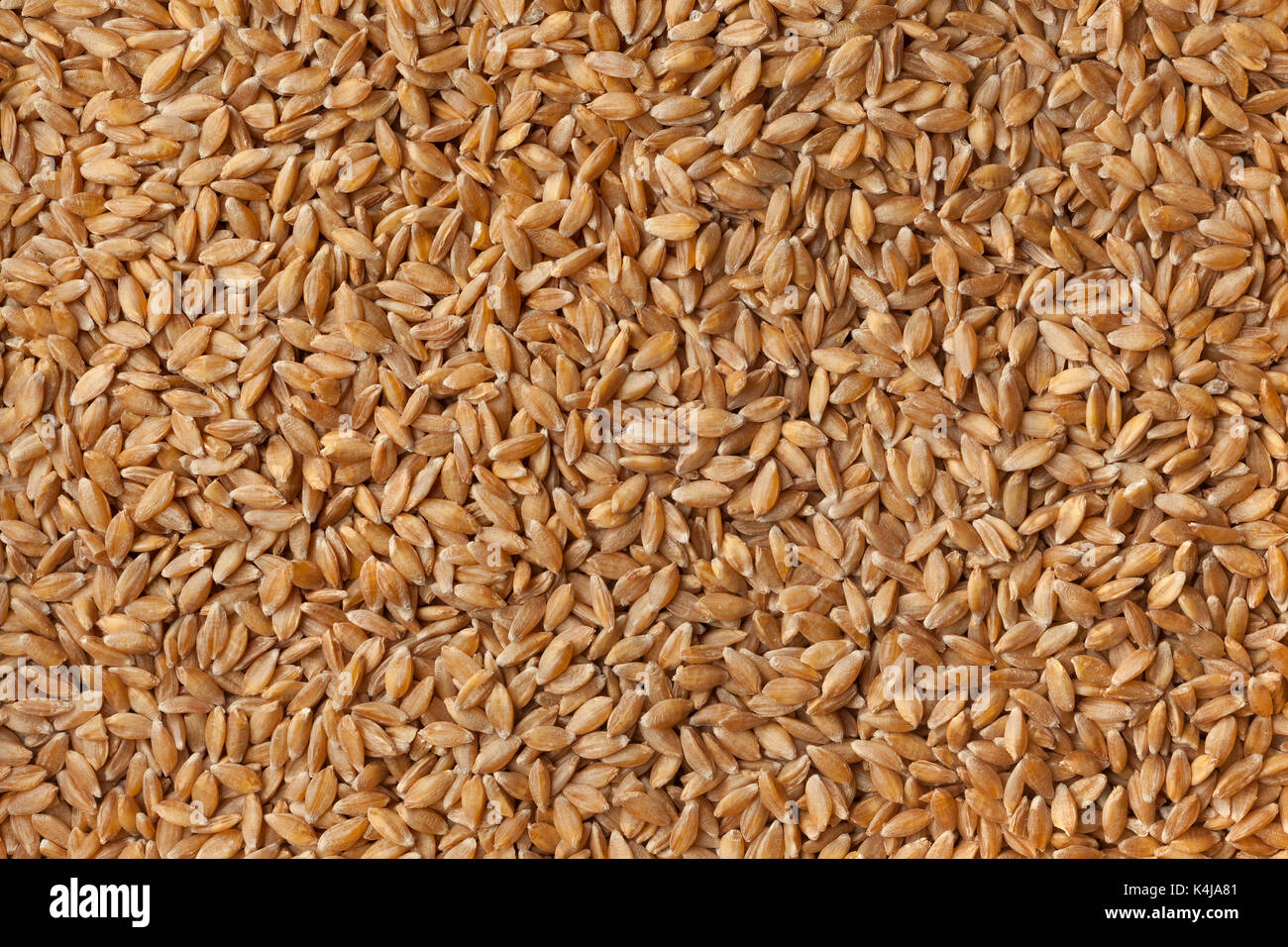 Heirloom organic Einkorn wheat seeds full frame Stock Photo