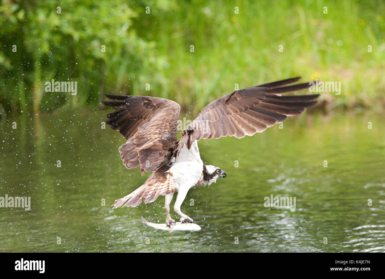Osprey catching fish in lake, Pandion haliaetus haliaetus, Kangasala, Finland, sea hawk, fish eagle, river hawk or fish hawk, is a diurnal, fish-eatin Stock Photo