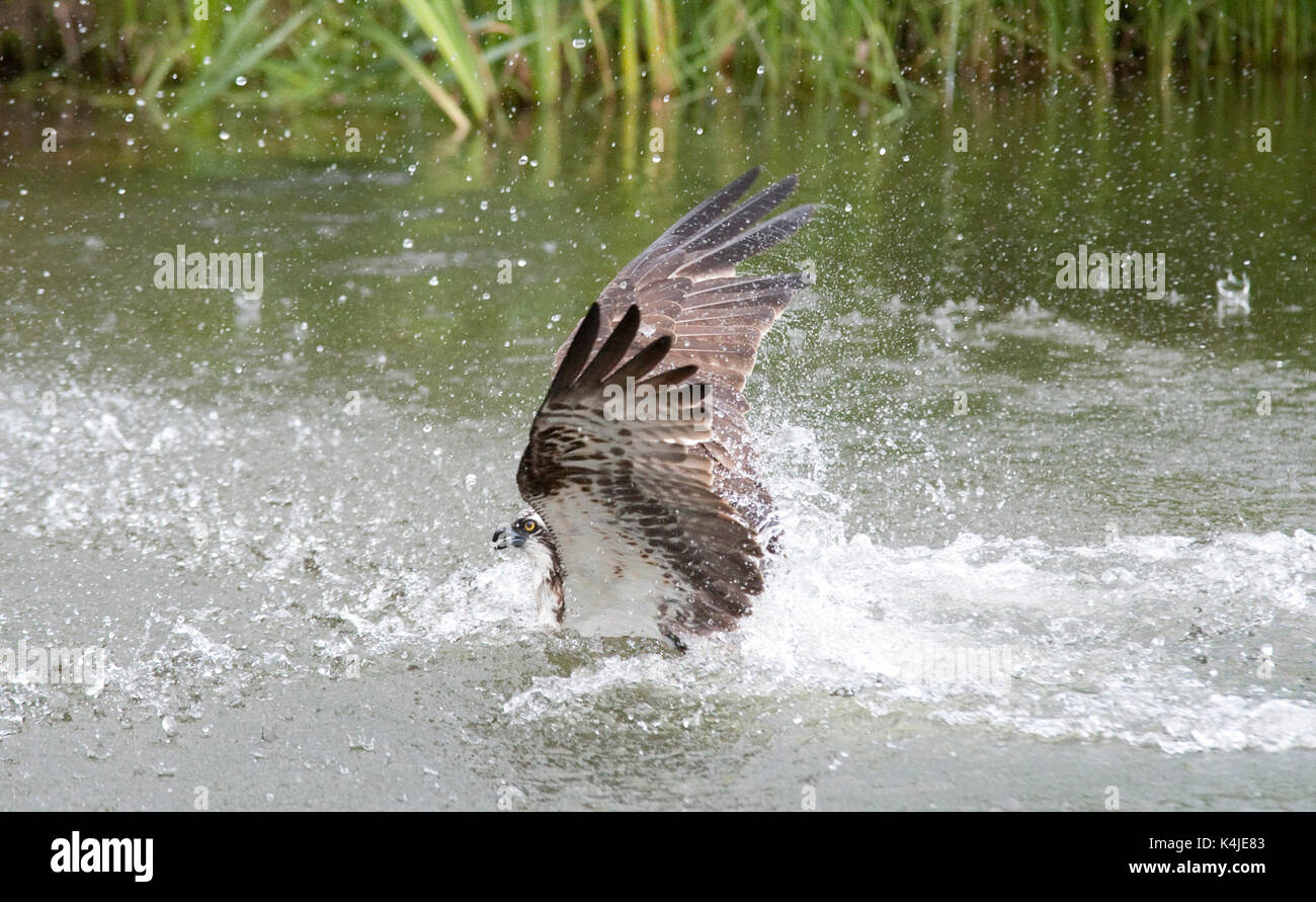 Osprey catching fish in lake, Pandion haliaetus haliaetus, Kangasala, Finland, sea hawk, fish eagle, river hawk or fish hawk, is a diurnal, fish-eatin Stock Photo