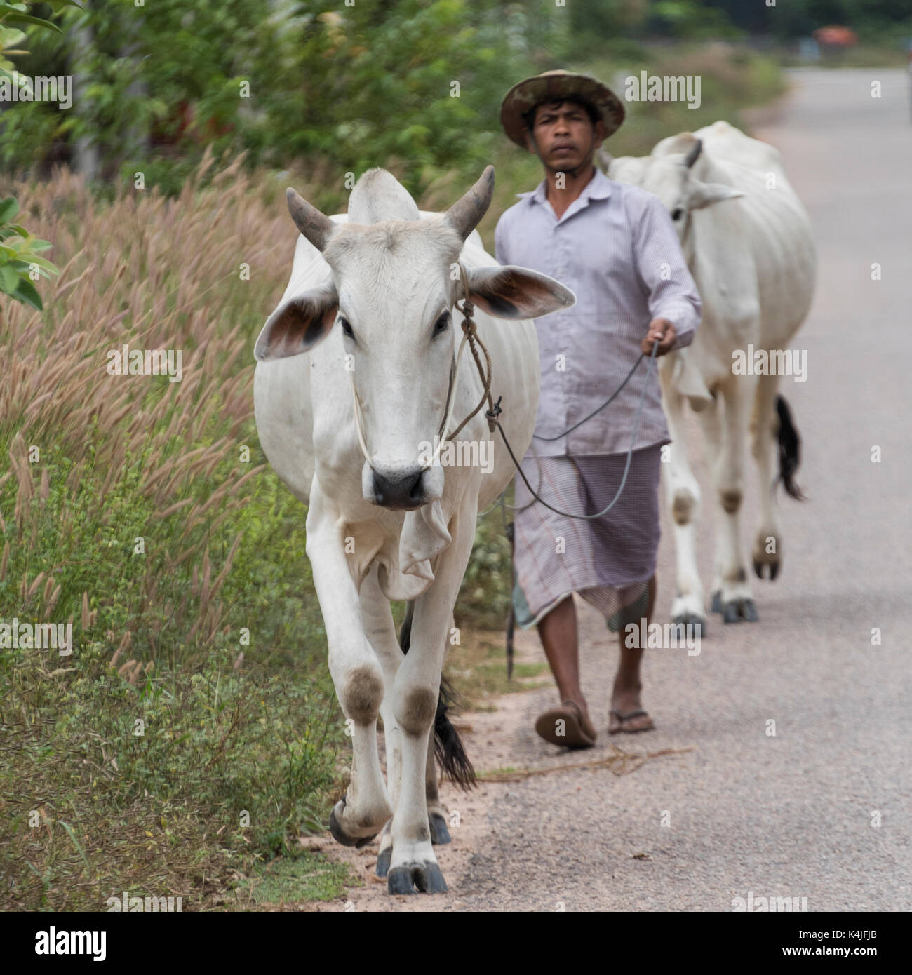 Man walking with cow hi-res stock photography and images - Alamy