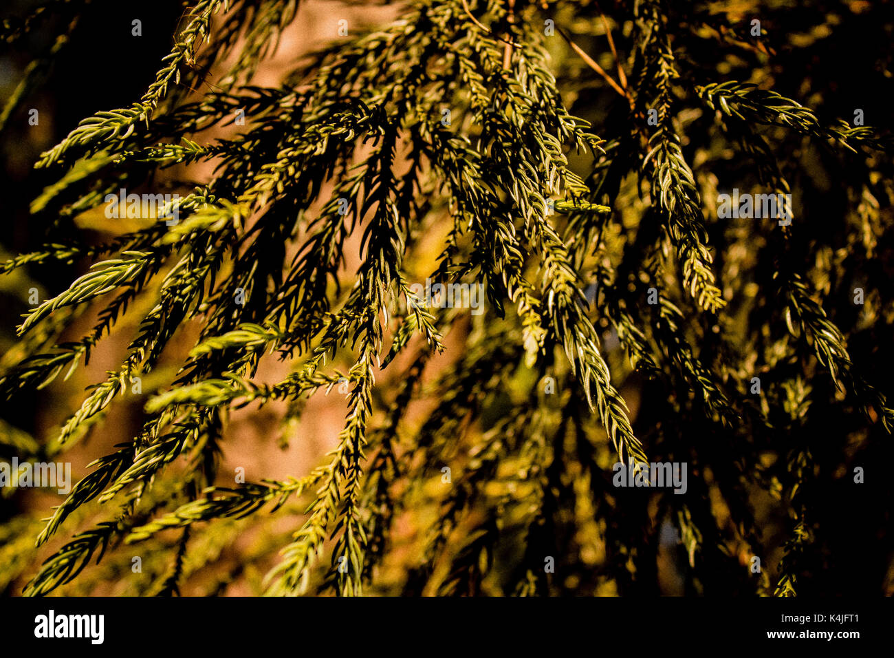 Unseen nature hi-res stock photography and images - Alamy