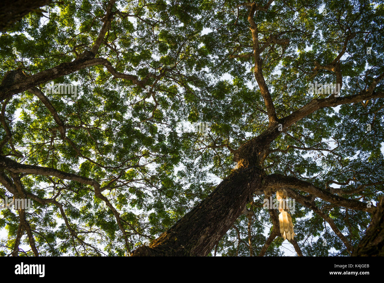 Low angle view of tree canopy hi-res stock photography and images - Alamy