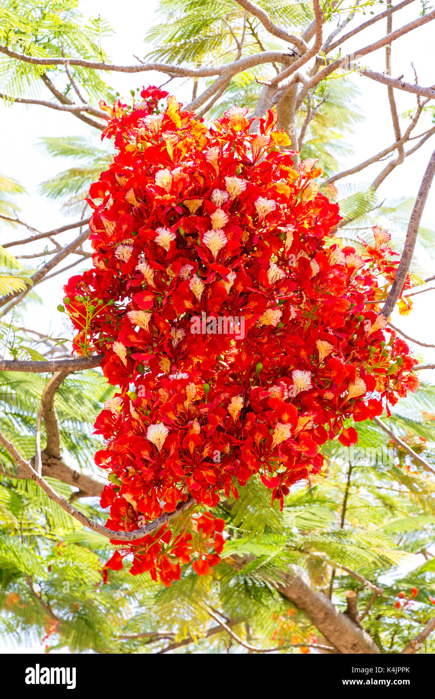 Flower of the flame tree, Delonix regia,royal poinciana or flamboyant. Stock Photo