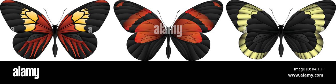 Set of colorful realistic butterflies Stock Vector